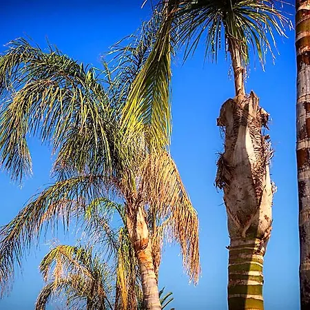 Palm